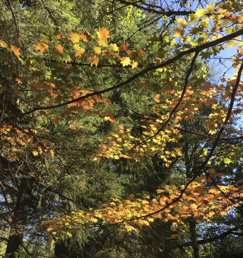 The fall colors of individual leaves on a couple of branches of leaves are highlighted by the sun and evergreen trees on a sunny fall day in Oregon. 