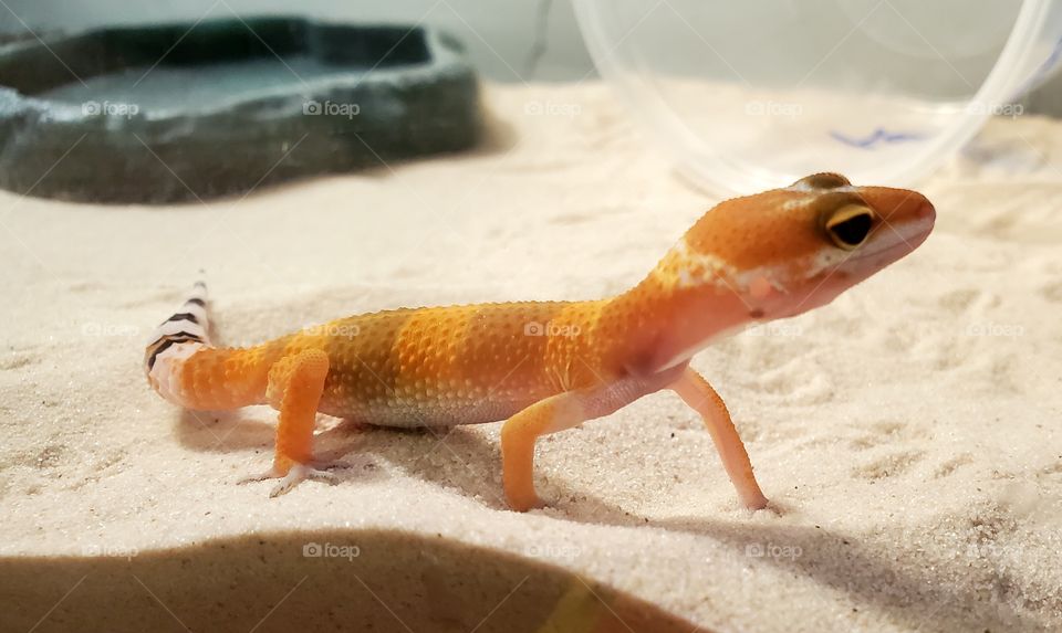 Gecko