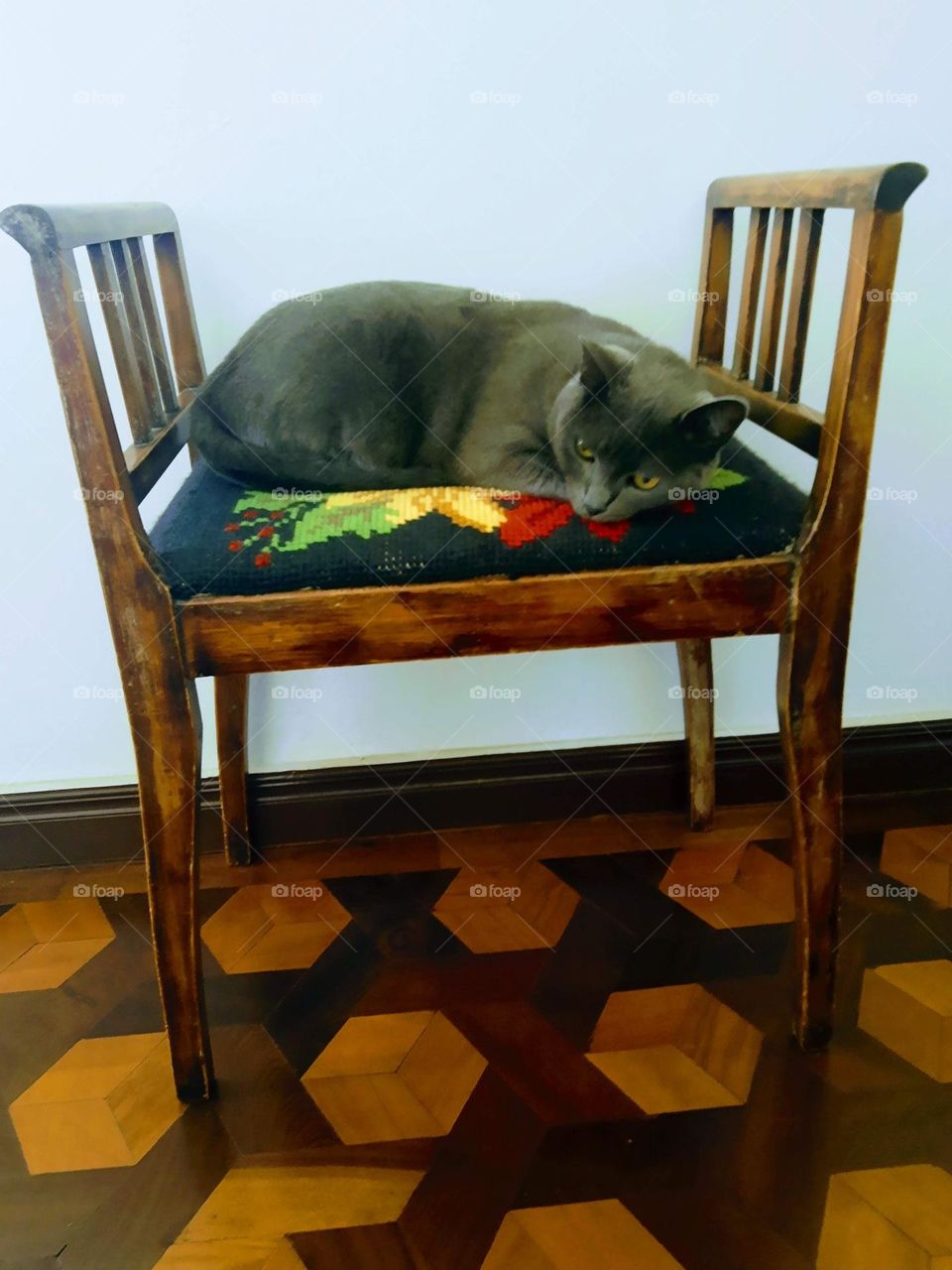 cat resting on wood chair