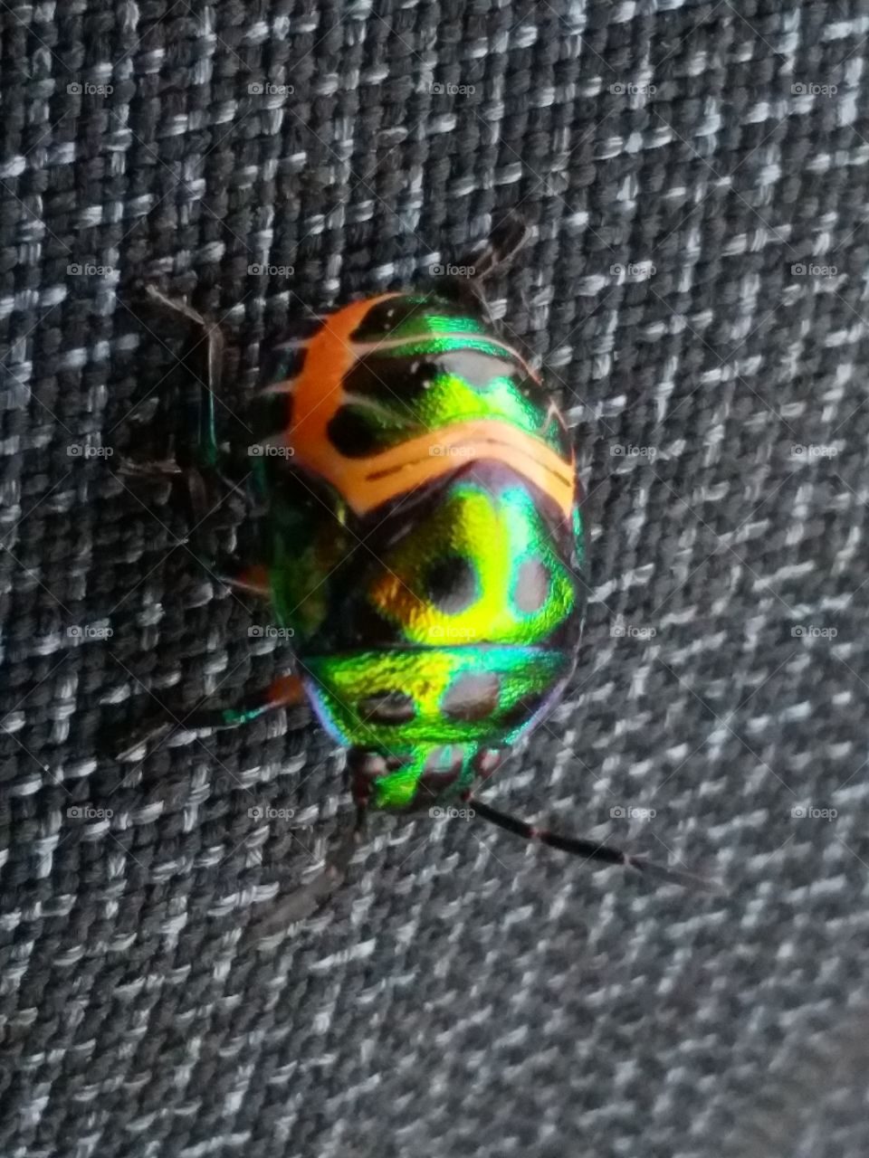 A colorful insects above my pants.
