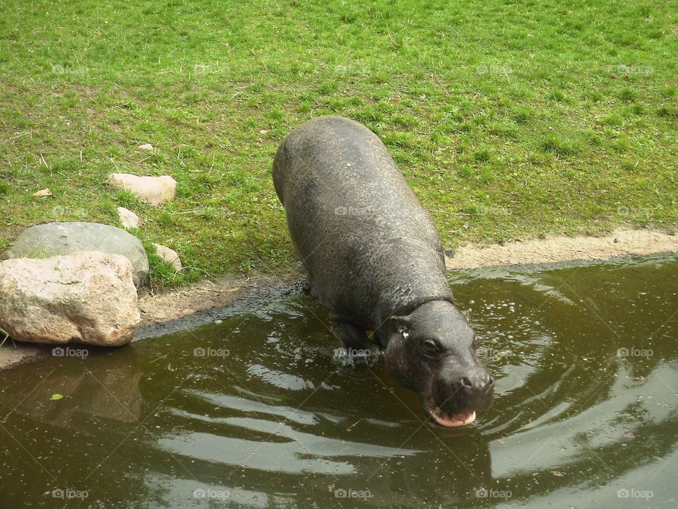 Hippo 