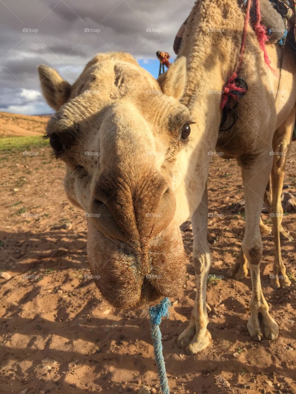 Bonding with my camel, Zagora, Morocco