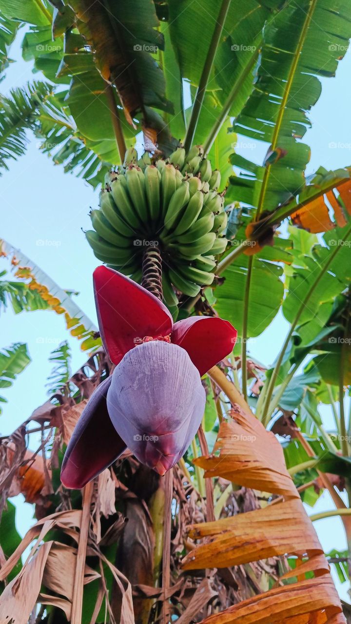 banana tree