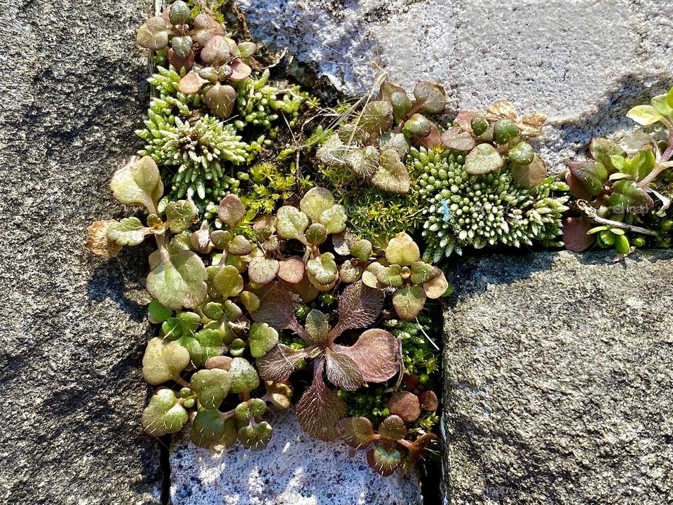 A collection of plants growing in the cracks between paving stones in a walkway
