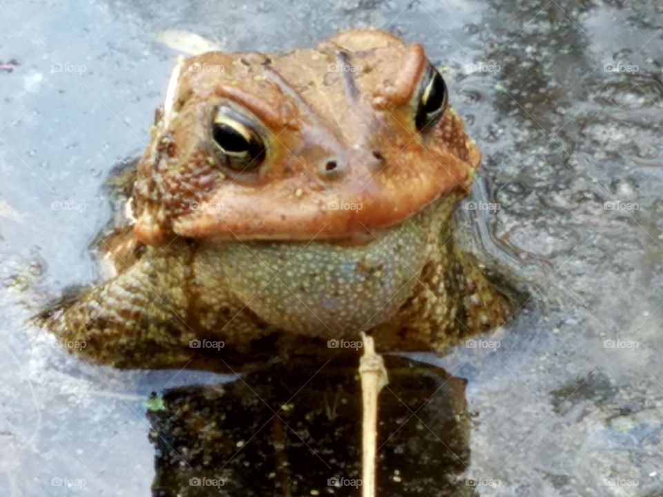 spring toad
