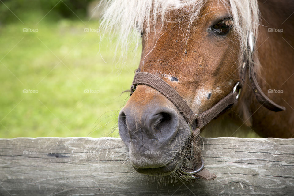 Pony. A portrait of a small pony on a farm with a wooden fence. 