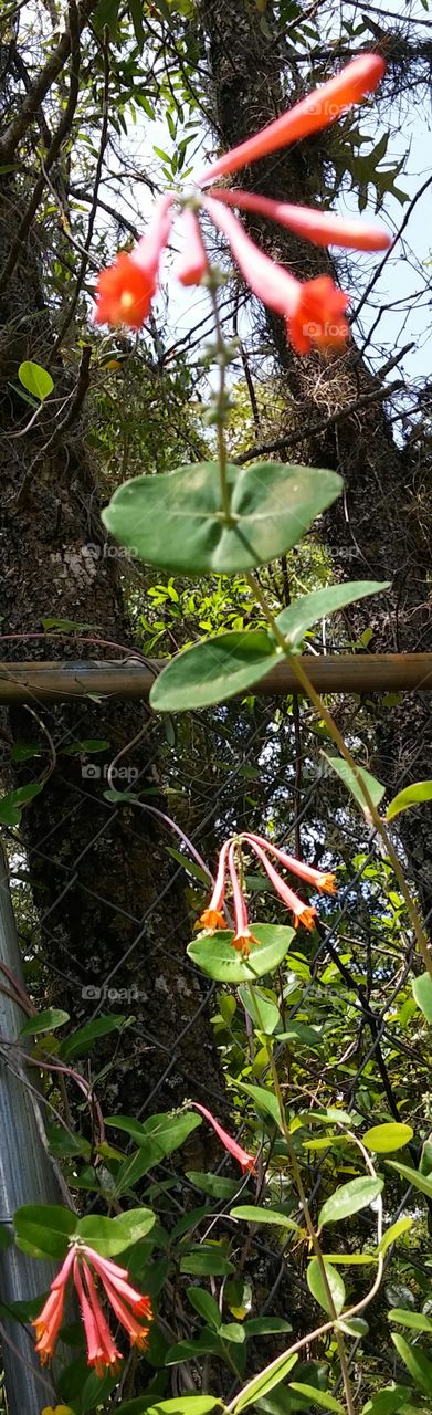 Dropmore Scarlet Honeysuckle Vine