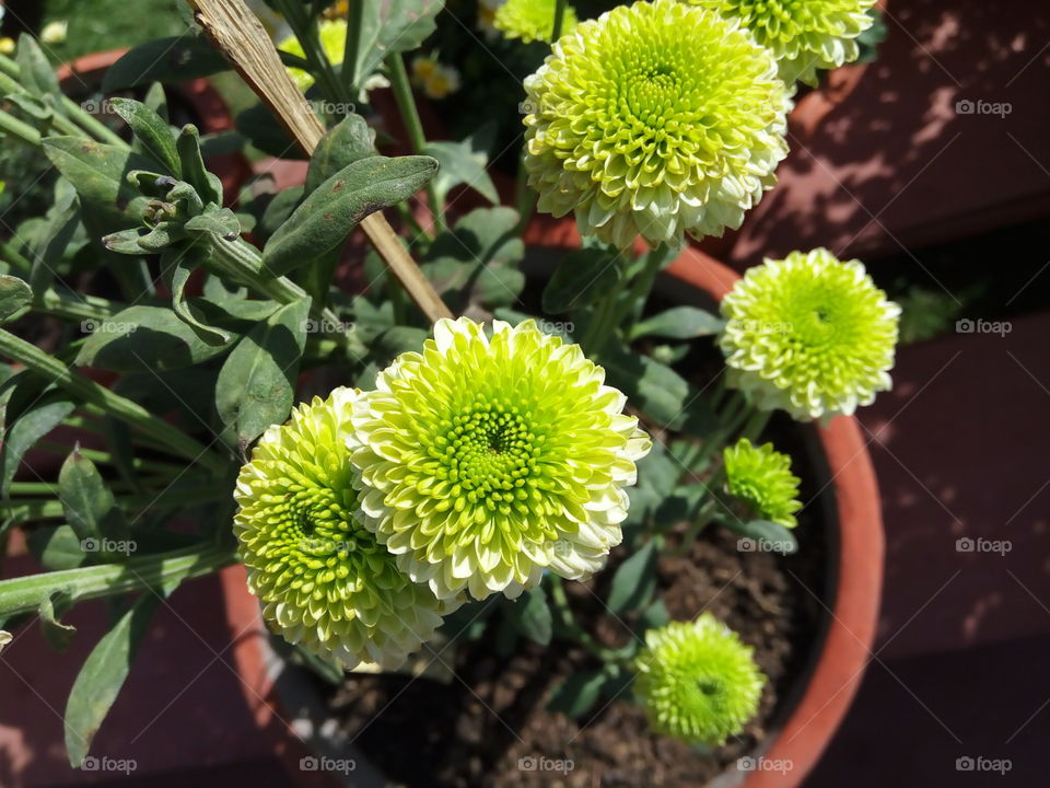 awesome green flower