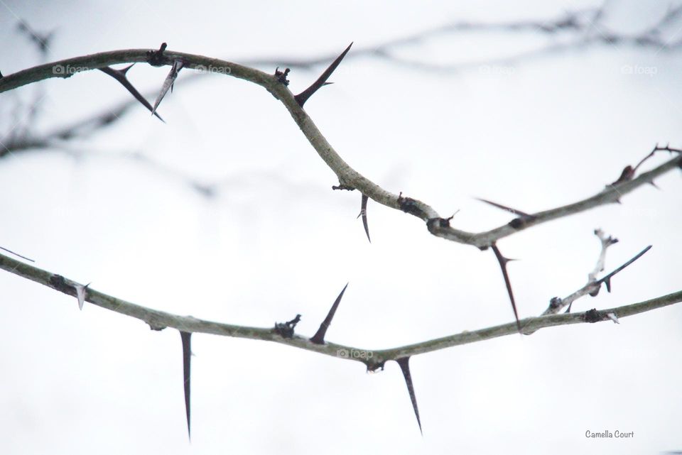 Thorny branches near the field