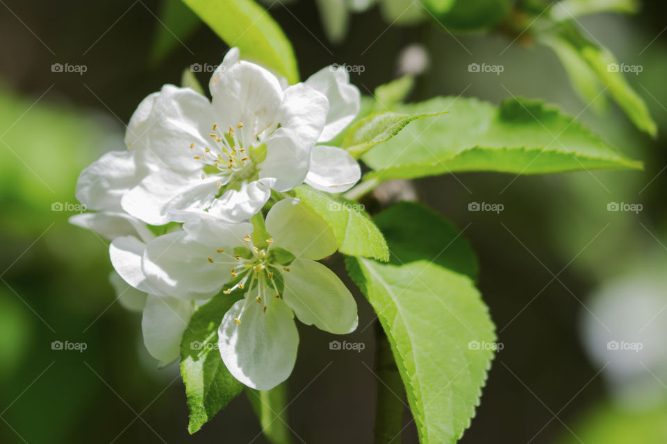 Blossomed spring branch with white flowers