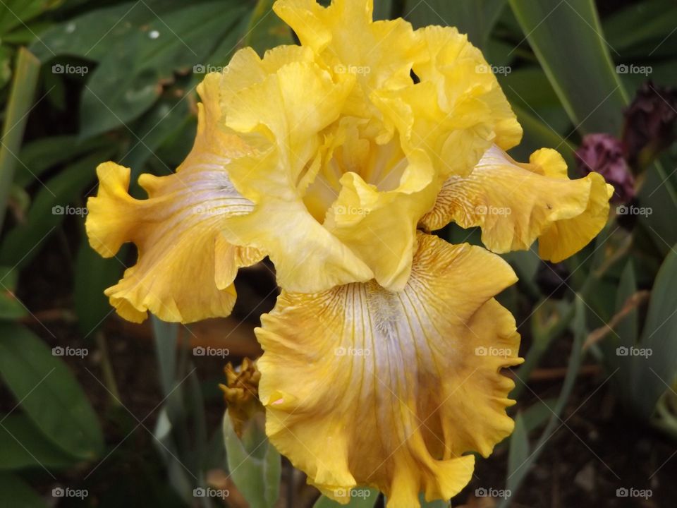 Yellow Iris