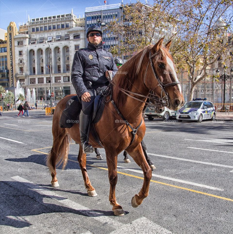 Police Horse