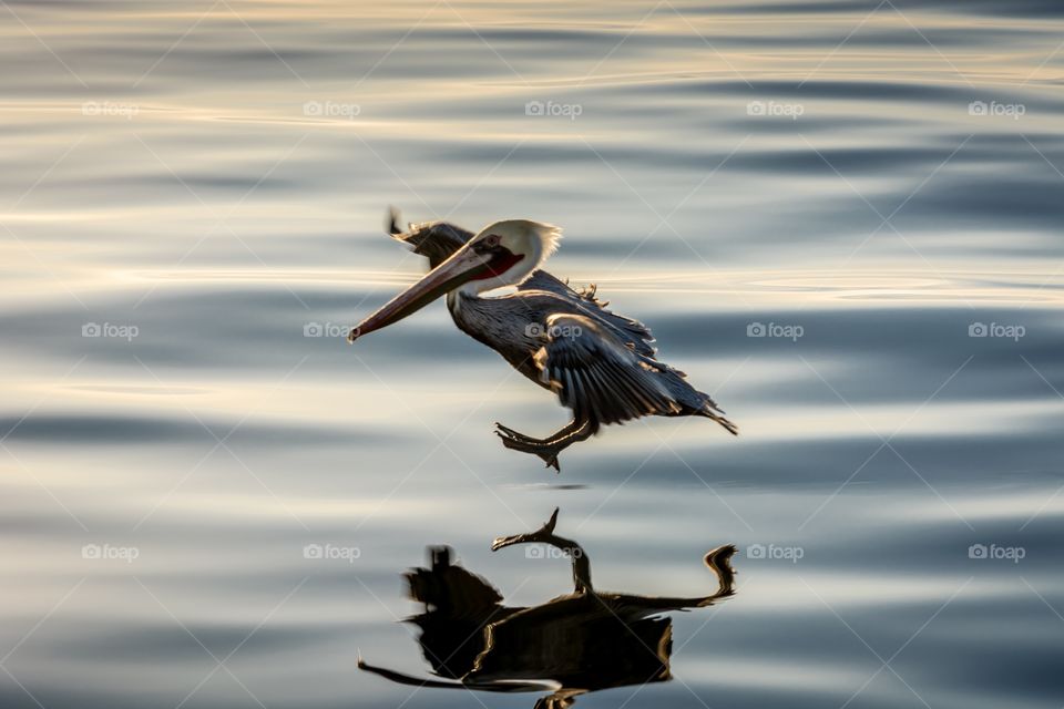 Pelican landing