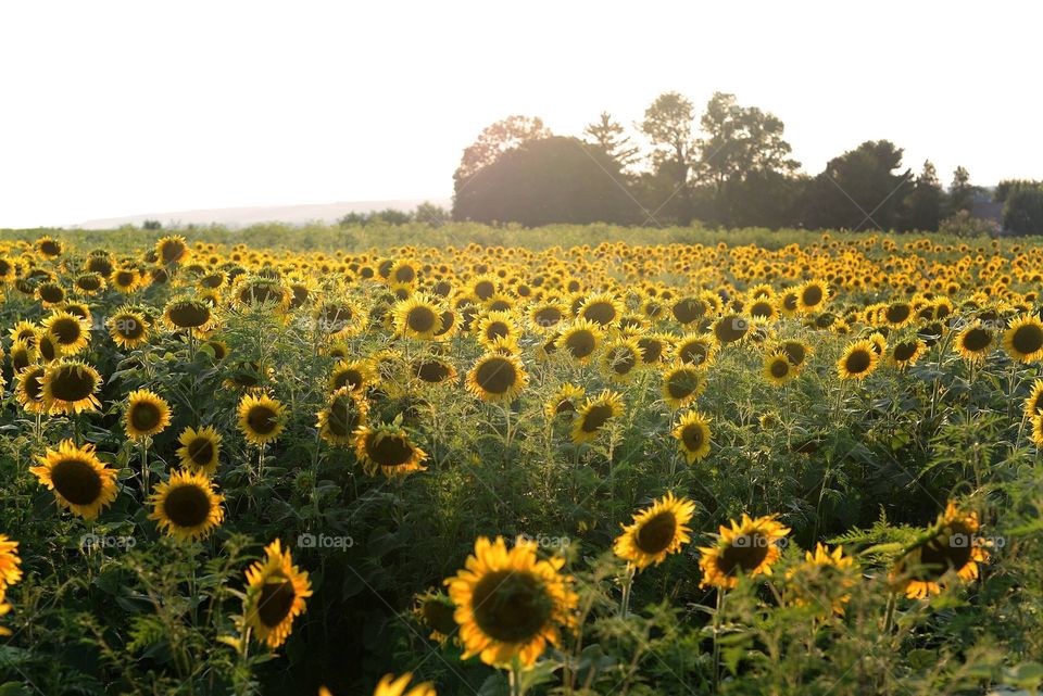 Sunflower Fields 🌻🌻🌻