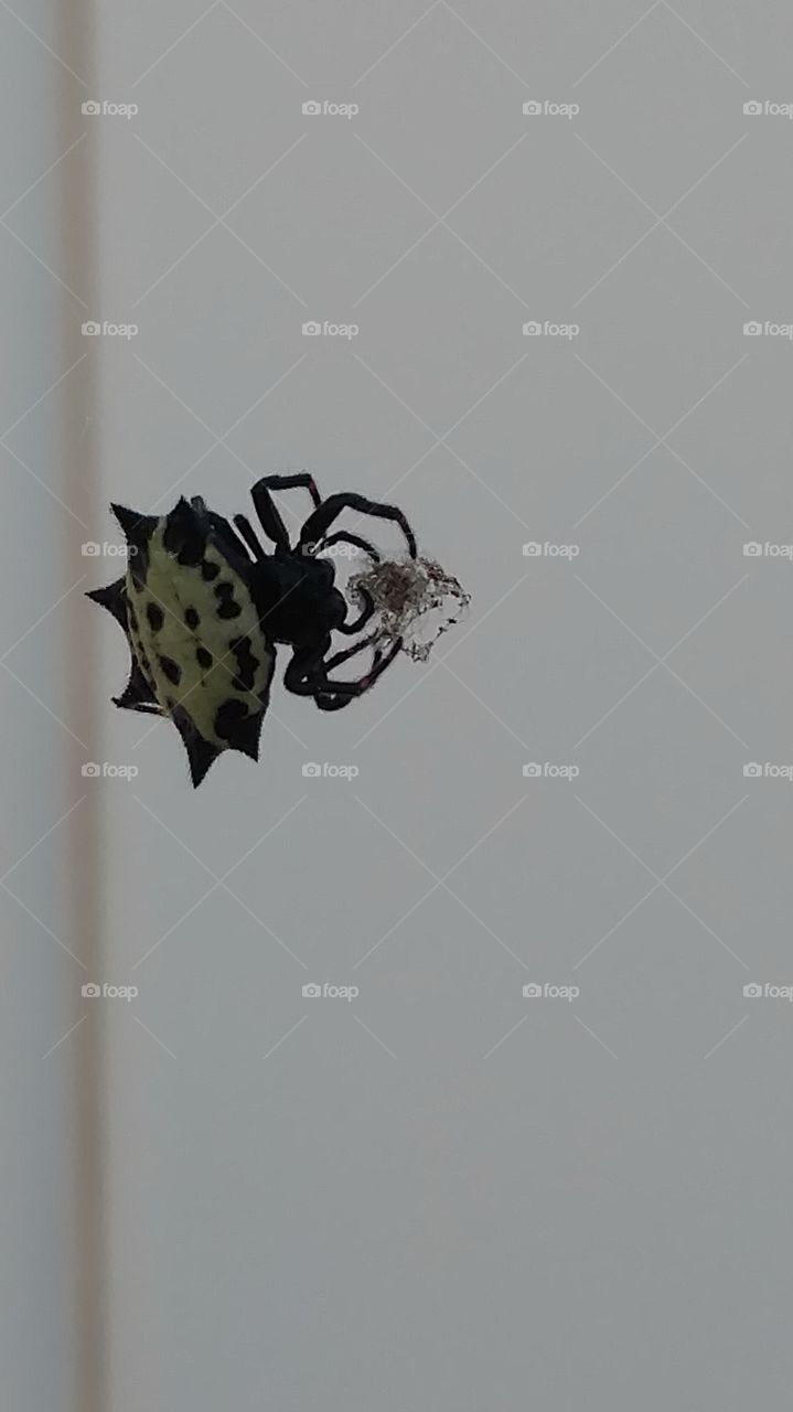 Spider, Insect, No Person, Animal, Nature