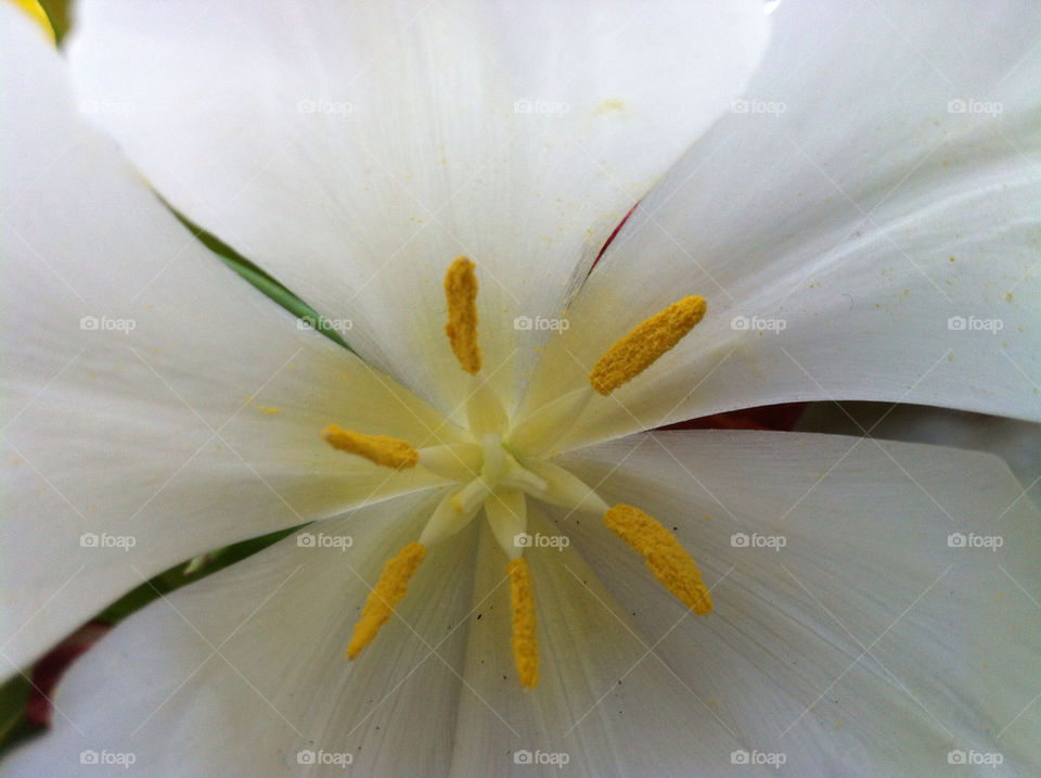 White Tulip