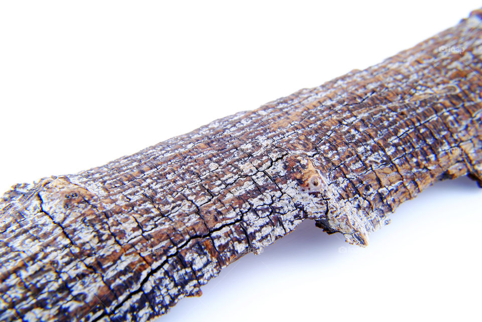 Peel tree close up isolated