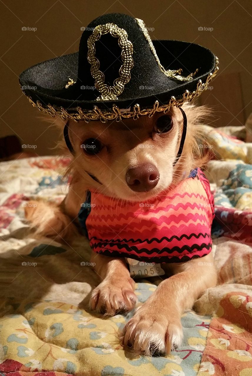 Cute dog in Sombrero
