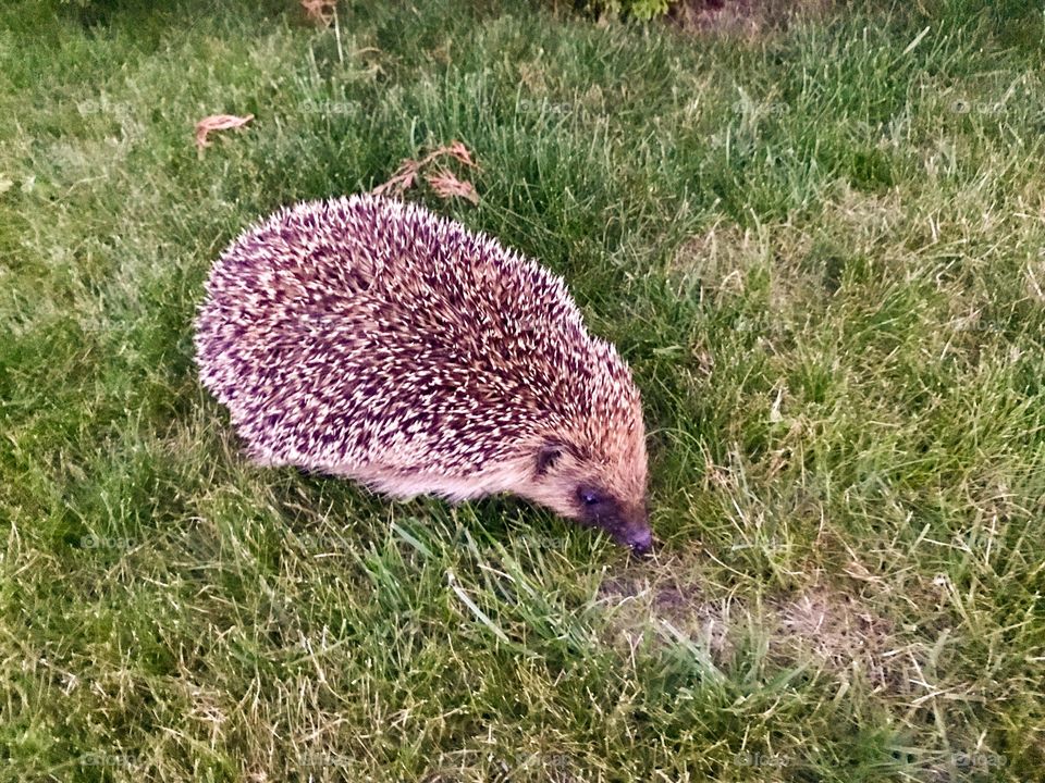 Igel 