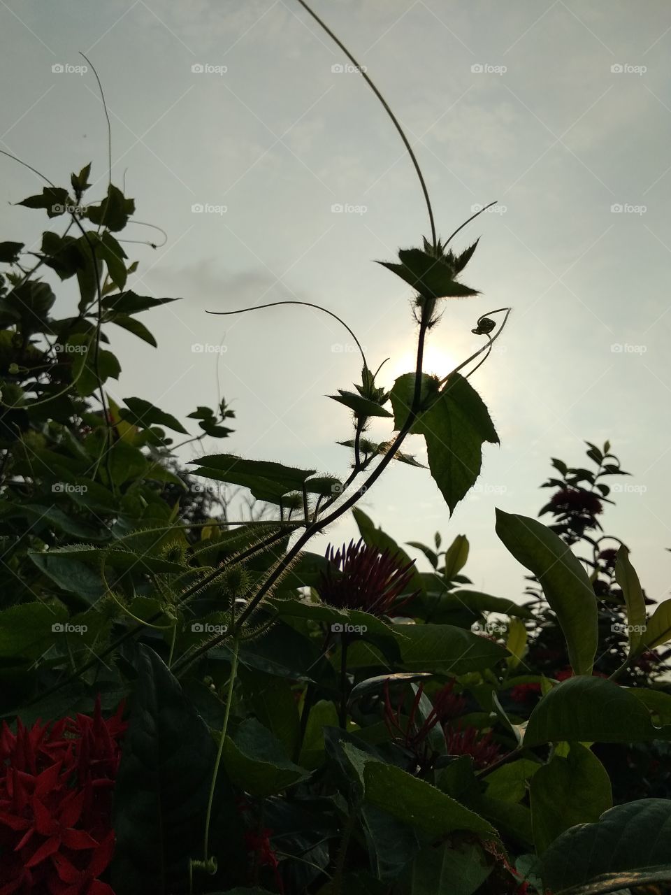 dark plant and sunset color