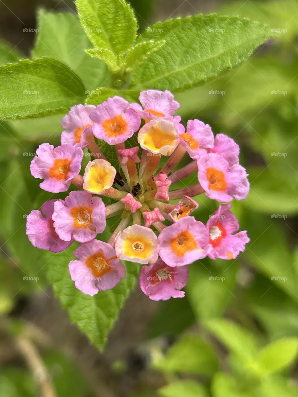 West Indian Lantana plant