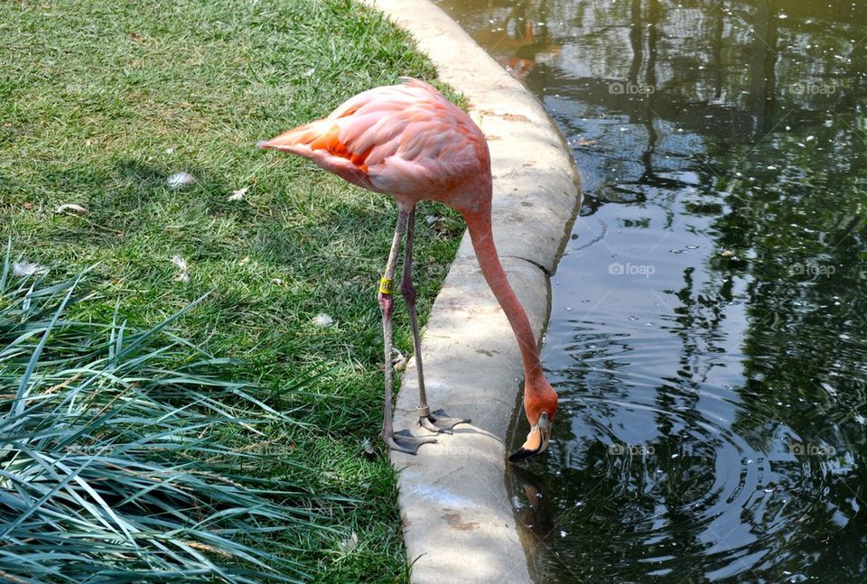 Flamingo