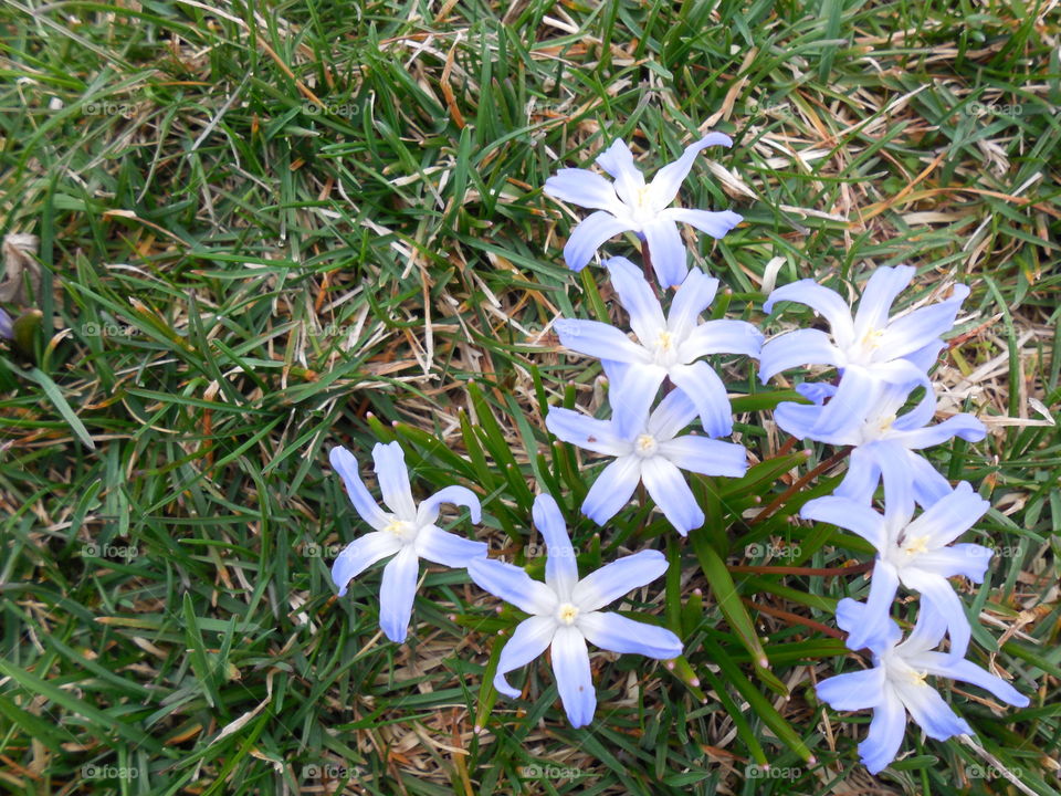 Glory of the snow flowerd heart shape bunch grass right side