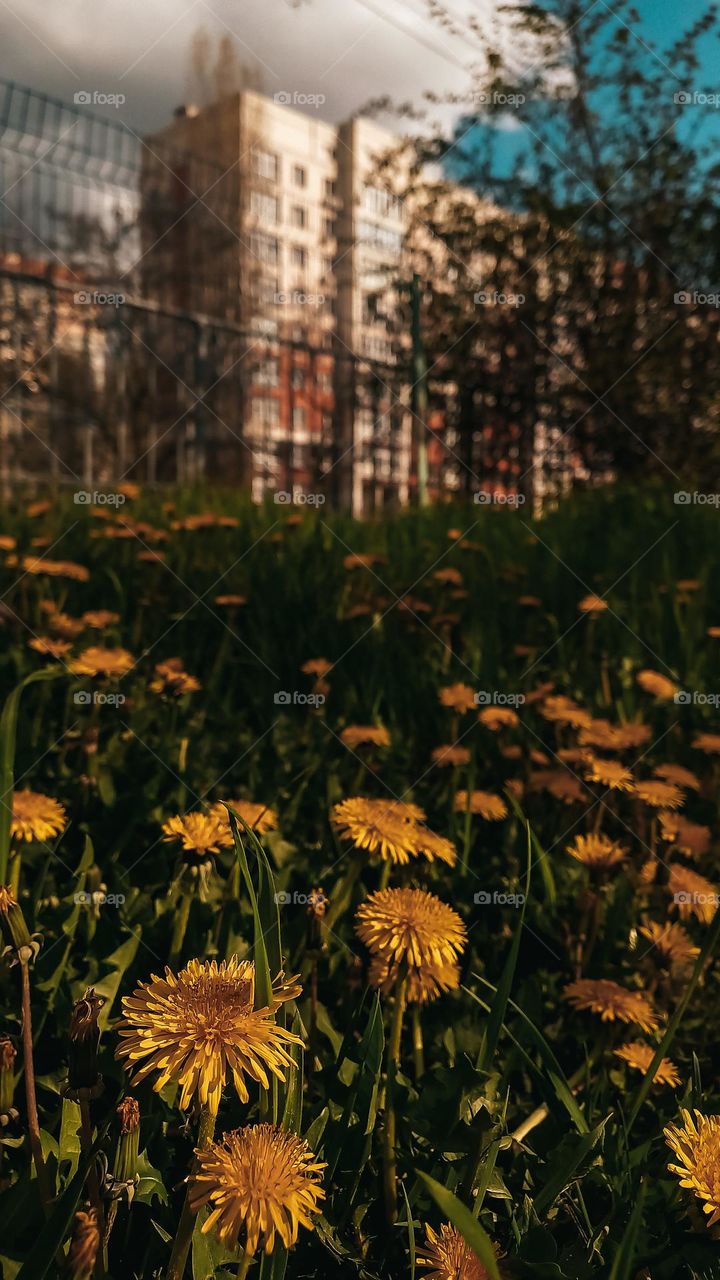 Glade of dandelions in one of the city gardens in Ukraine. Dandelion blossoms.