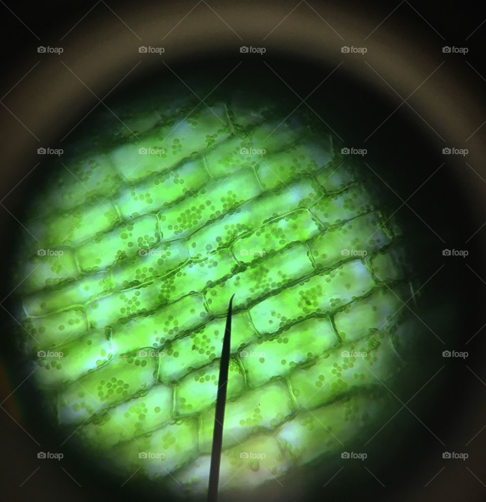 Life under the microscope 