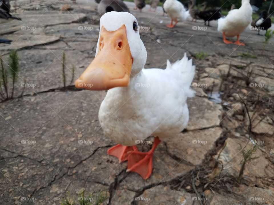 Dudley the duck posing