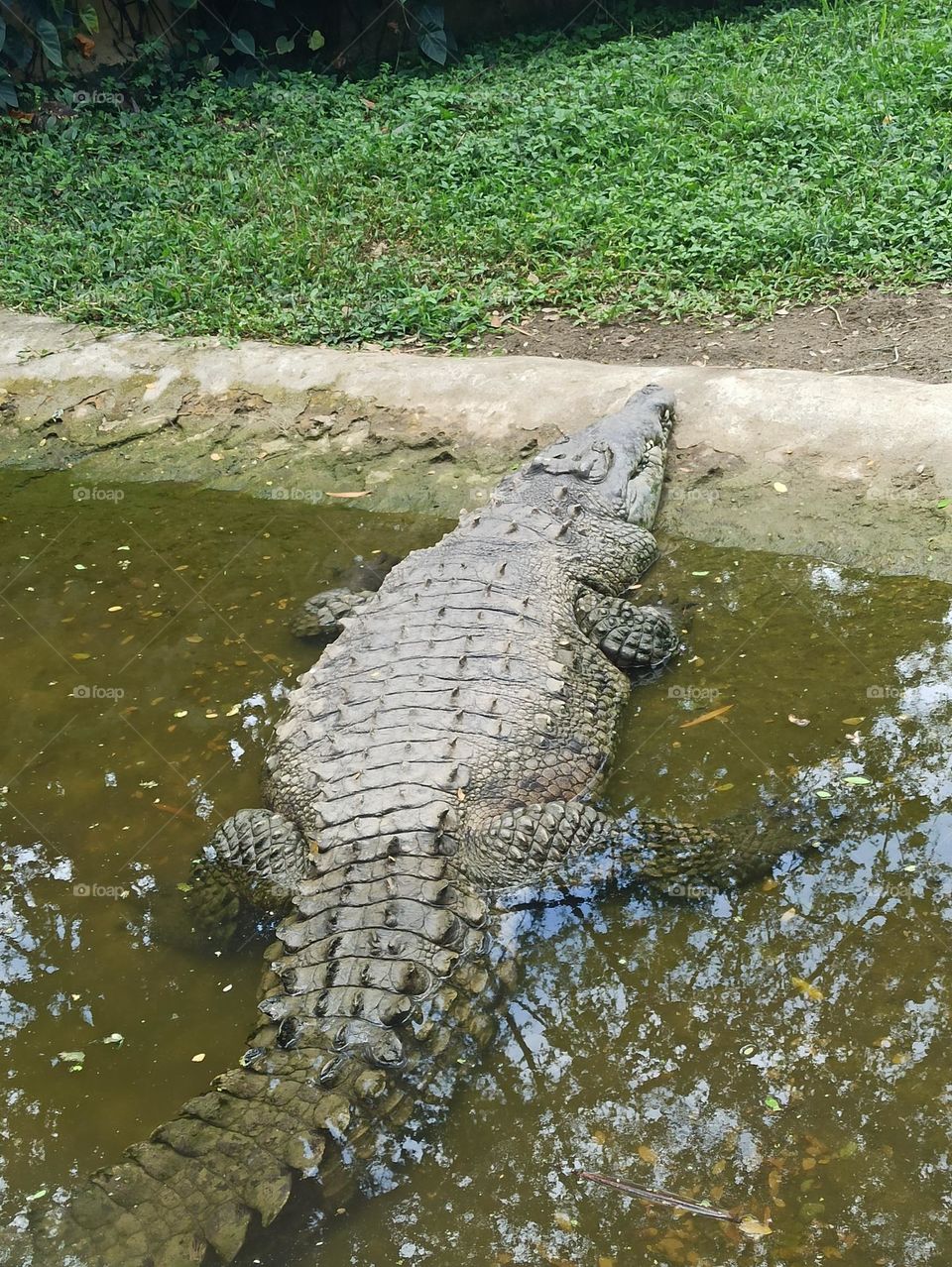 alligator