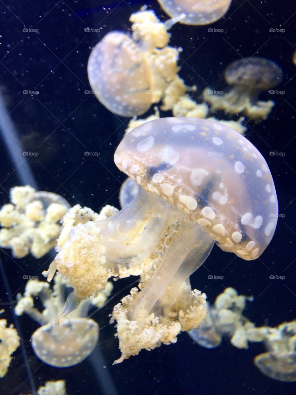Jellyfish at the Baltimore Aquarium in Maryland