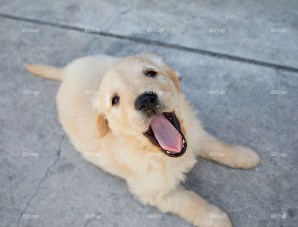 The happiest pupper