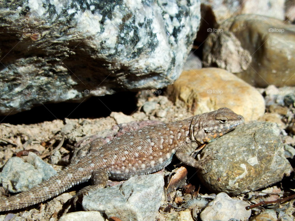Side blotched lizard