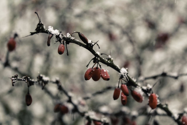 Snow and Red Berries