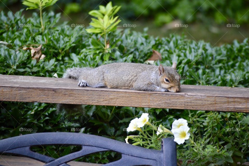 Cute, pain in the neck tired squirrel