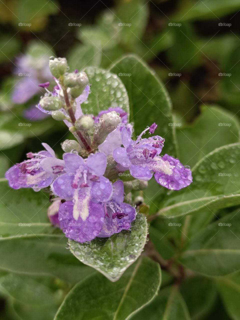 The flowers of seaside