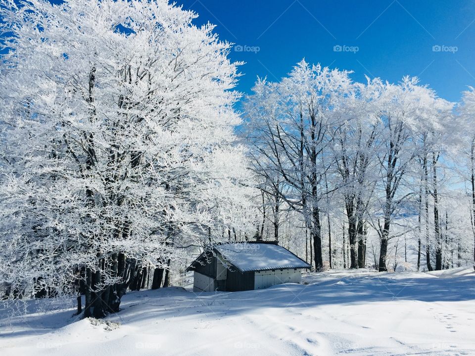 Single house surrounded by trees covered in snow 