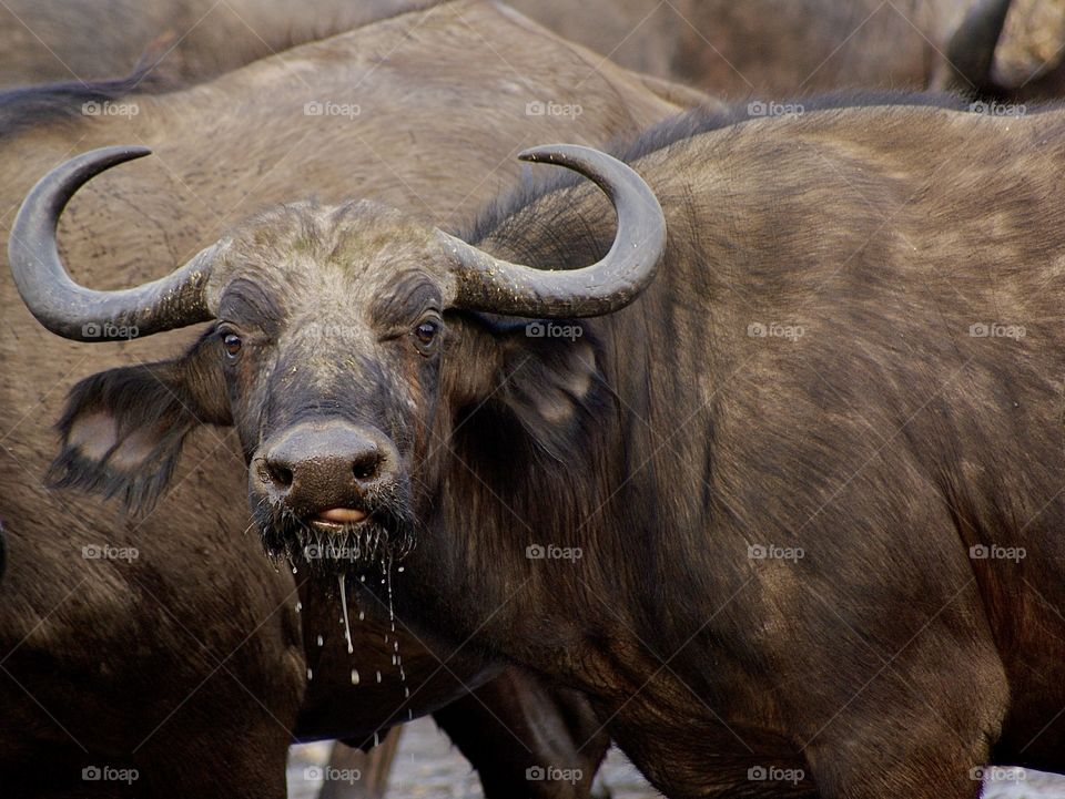Water dripping from a buffalo’s mouth 