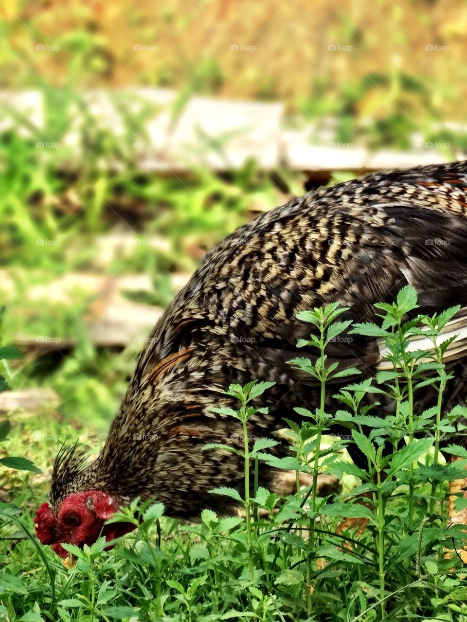 A rooster searching for food