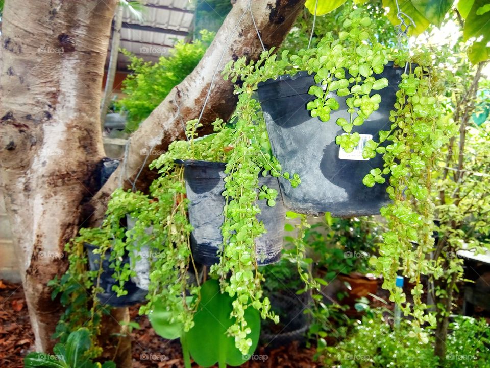 Hanging flower Simplicity