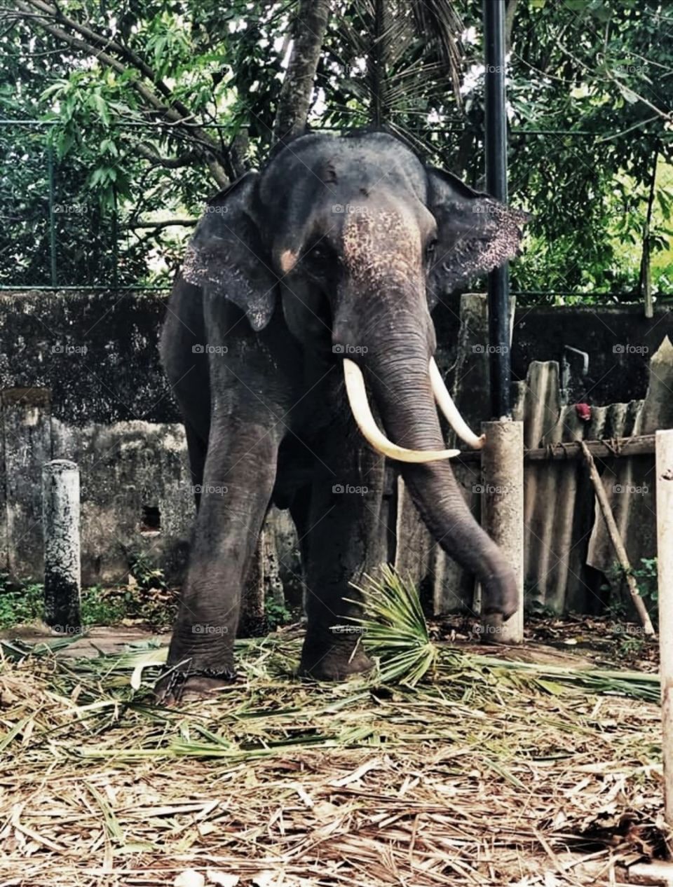 elephant