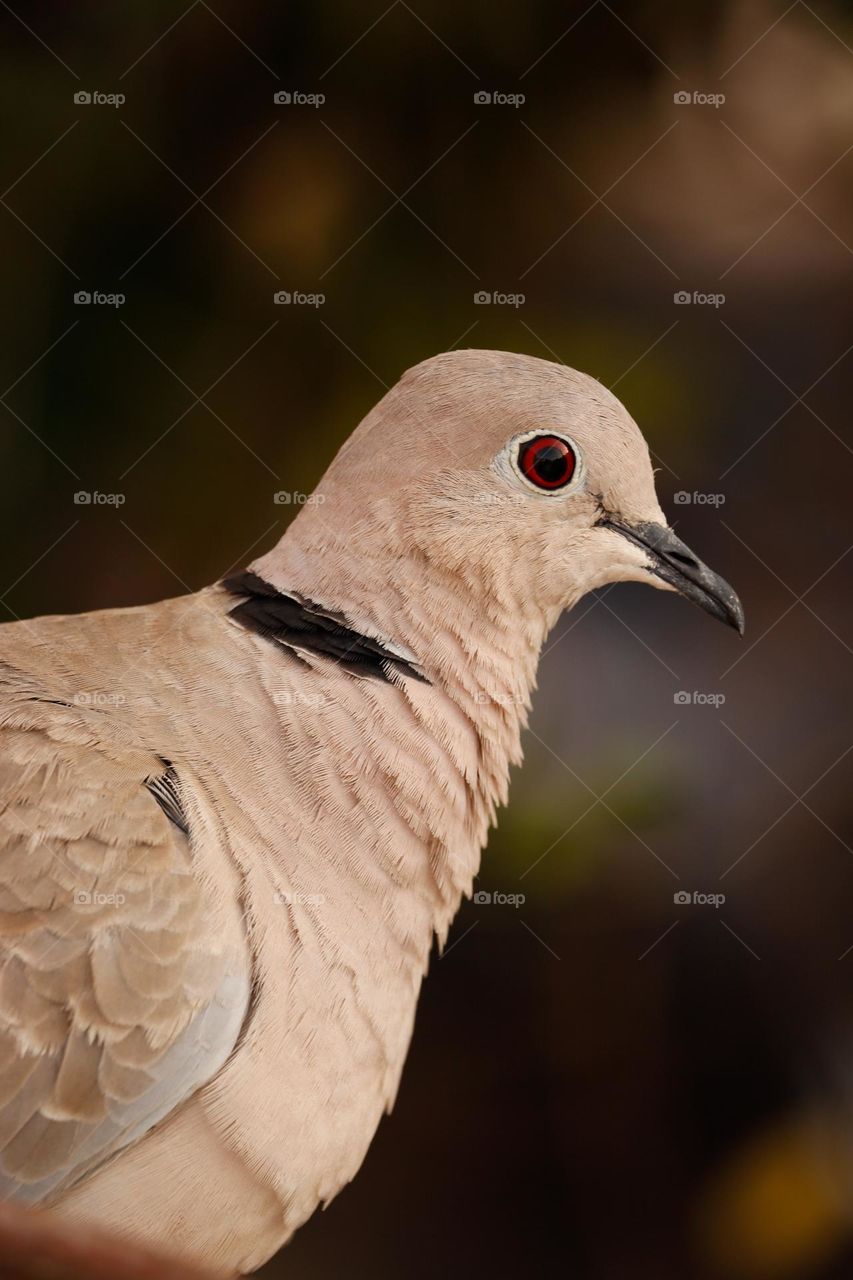 a bird clear sharp face with eye