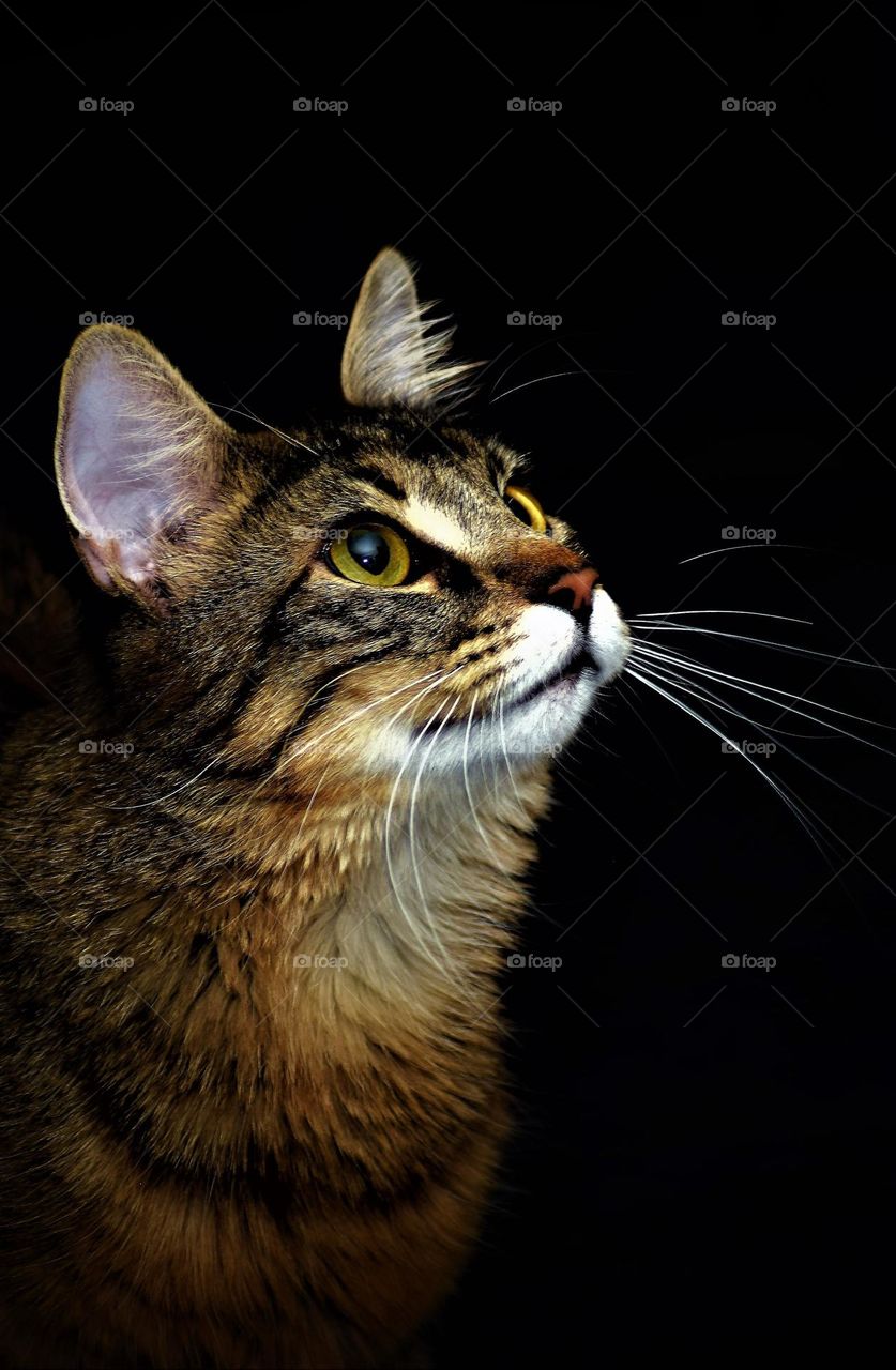 beautiful tabby striped cat with large eyes and whiskers looking at something in front of a black background