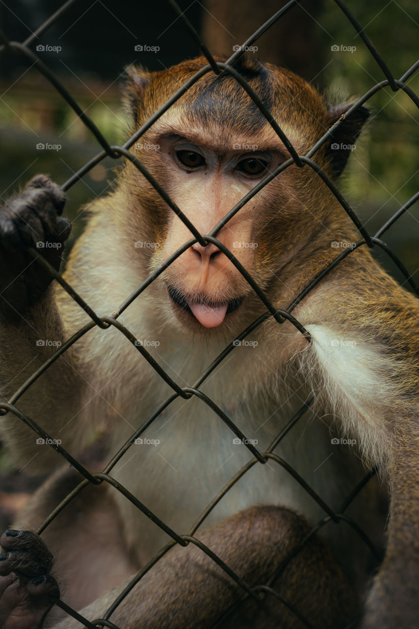 monkey showing tongue