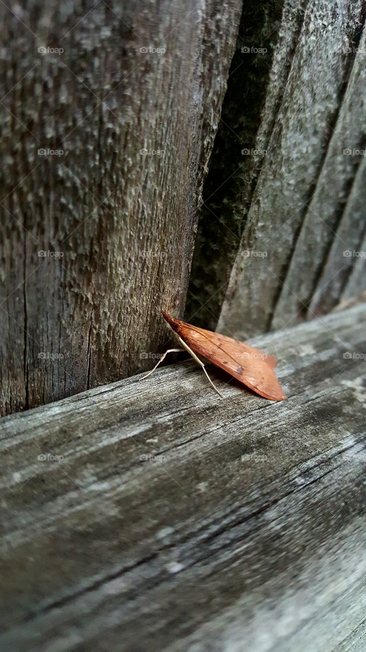 moth on a fence