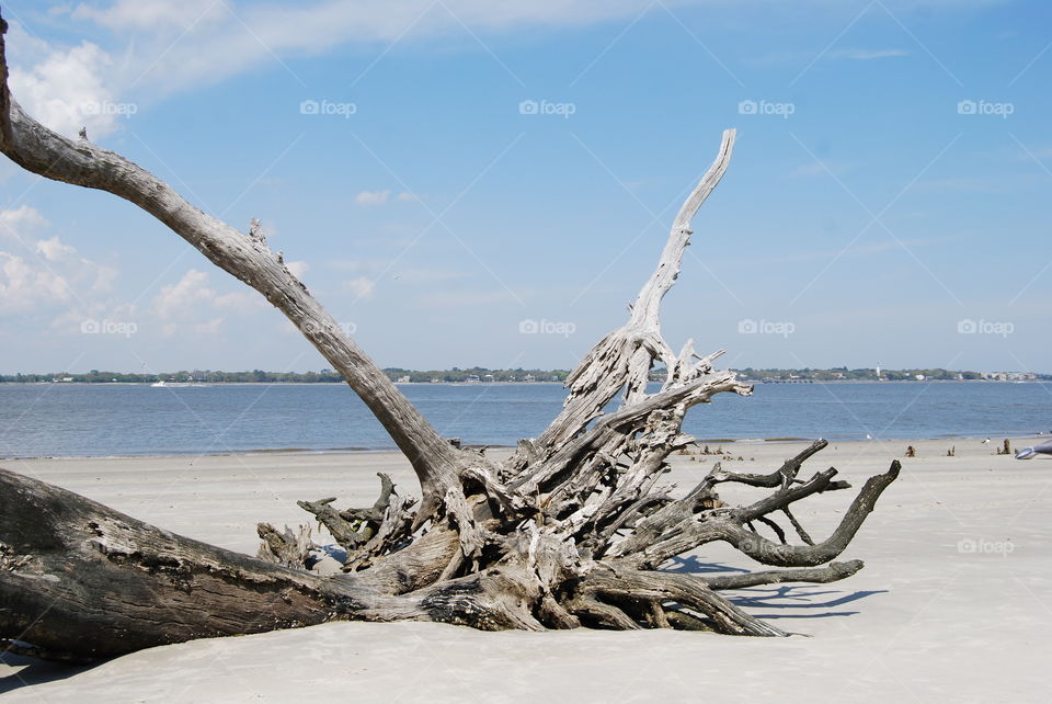 Driftwoods on beach