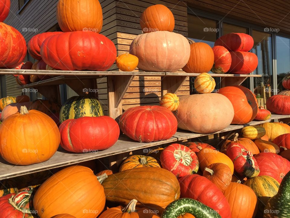 Pumpkins in a row outdoors