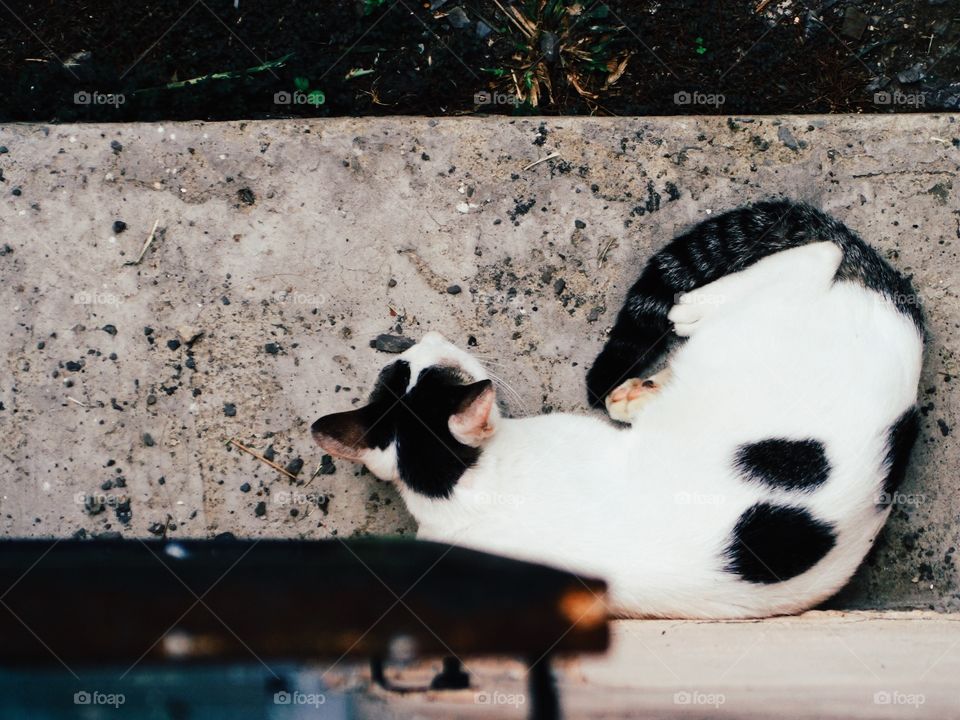 High angle view of cat