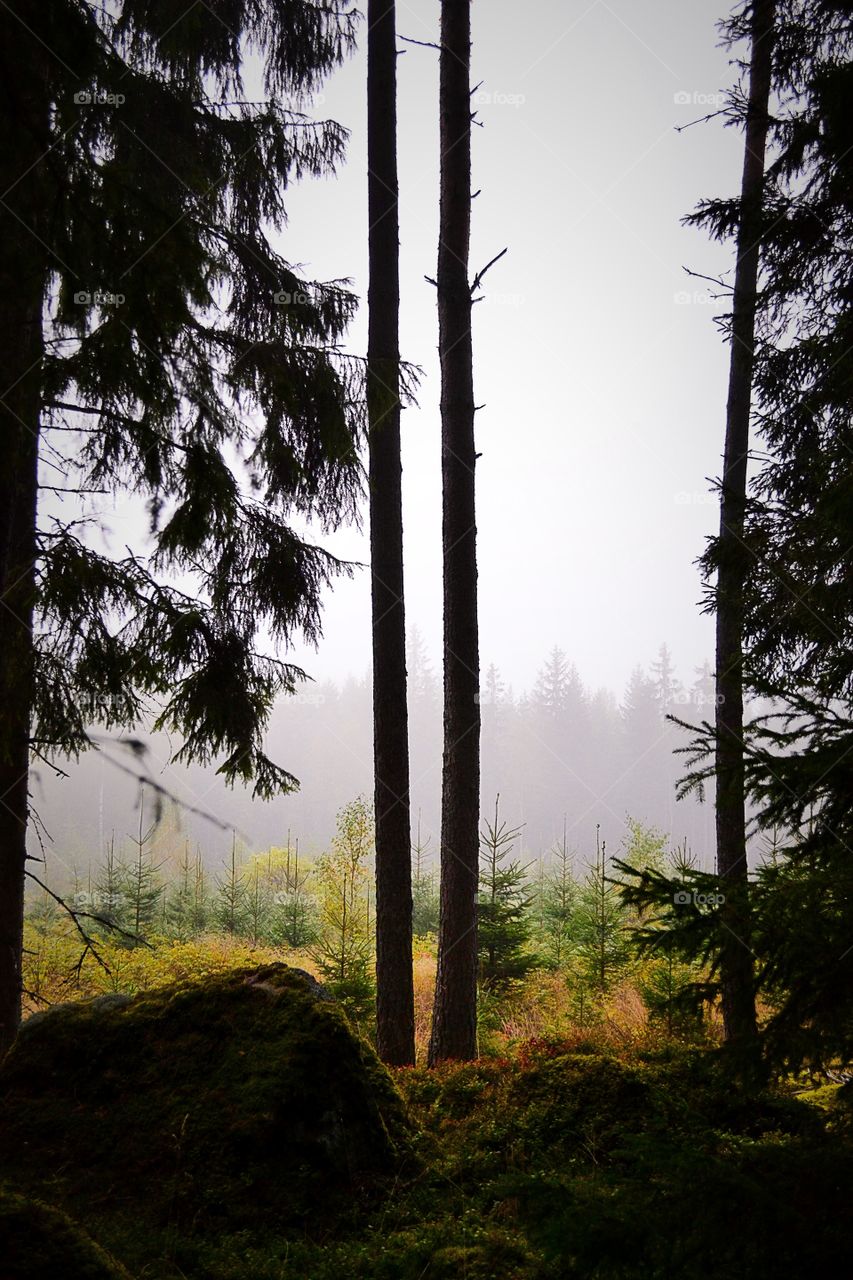 Foggy forest